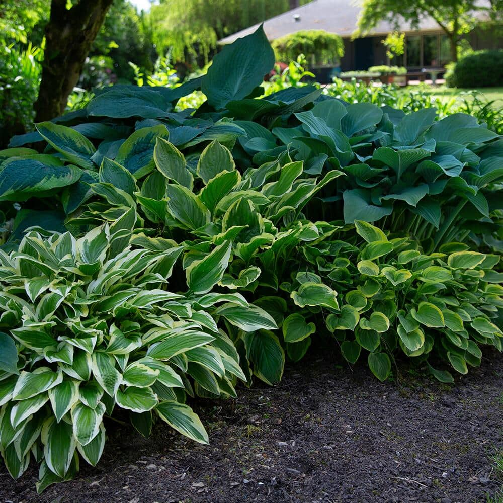 How To Grow Hostas The Home Depot